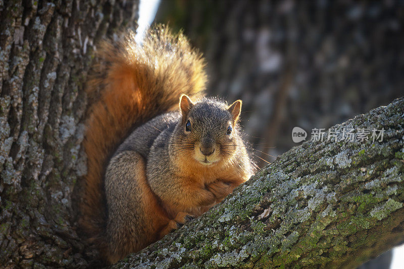 狐狸松鼠(Sciurus niger)